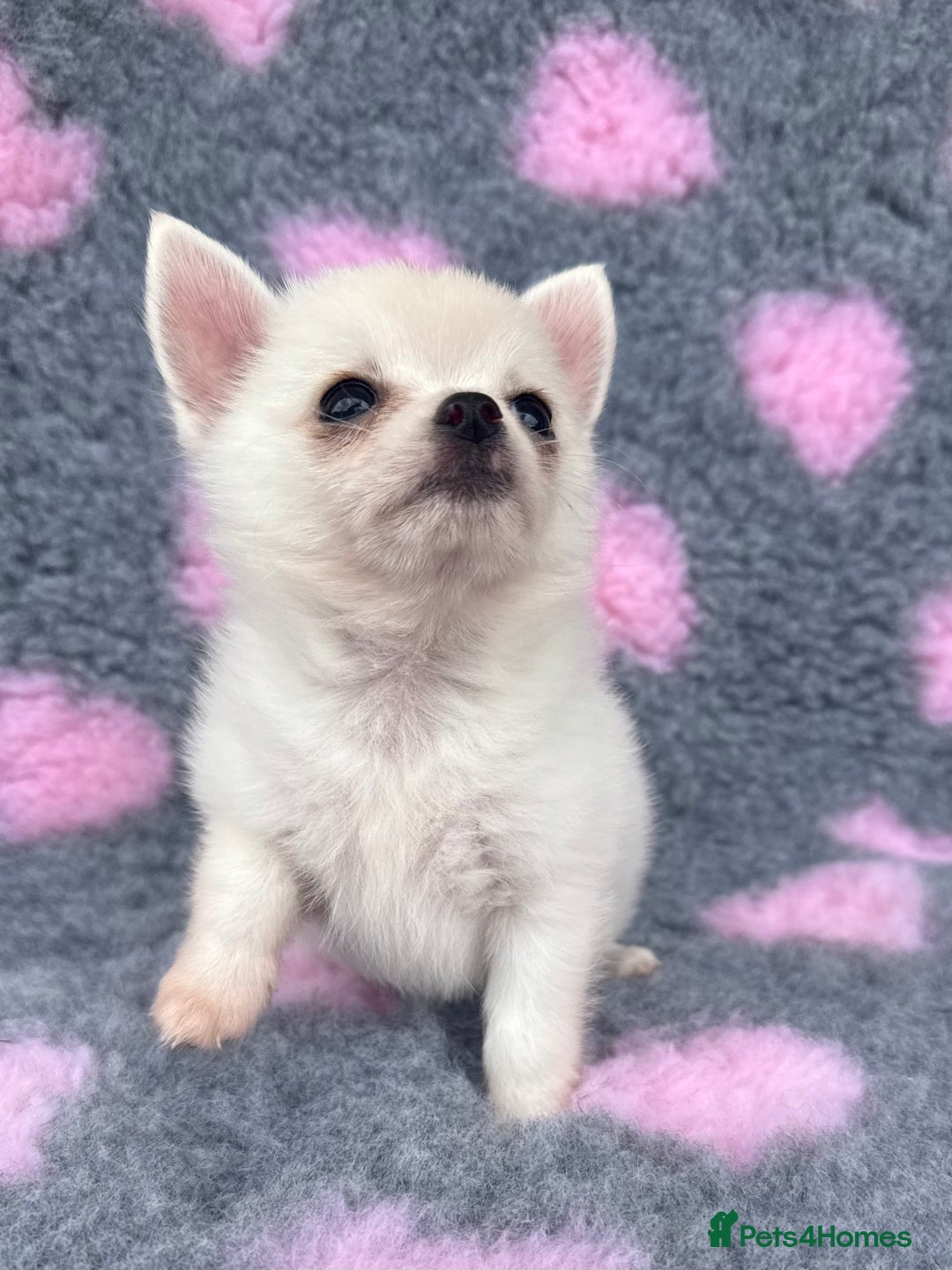 Pomchi dogs for sale: Super TINY white chihuahua x Korean Pom READY NOW - Image 7