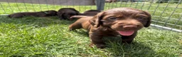 Cocker Spaniel dogs for sale: Working cocker spaniel puppies  - Advert 9