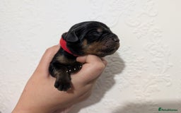 Rottweiler dogs for sale: 🐶 Rottweiler Puppies – German ADRK Bloodlines - Image 14