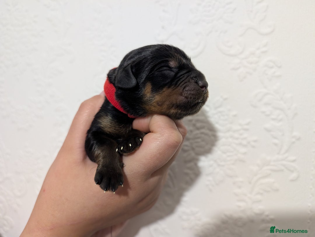 Rottweiler dogs for sale: 🐶 Rottweiler Puppies – German ADRK Bloodlines - Image 14