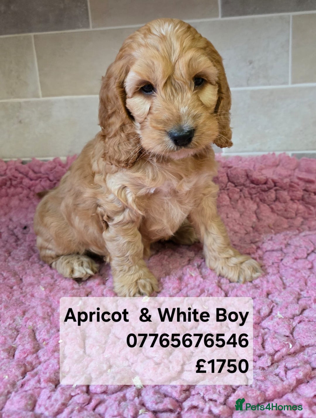 Cockapoo dogs for sale: Quality Cockapoo Puppies Licenced Domestic Breeder - Advert 1