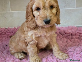 Cockapoo dogs Quality Cockapoo Puppies Licenced Domestic Breeder - Advert 1