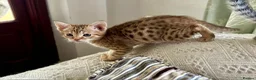 Ocicat cats for sale: Adorable Ocicat Kittens  - Advert 1