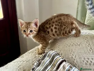 Ocicat cats Adorable Ocicat Kittens - Advert 9