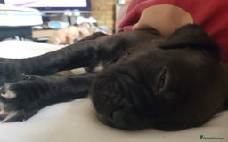 Mixed Breed dogs for sale: 5 cane corso mix puppies - Image 16