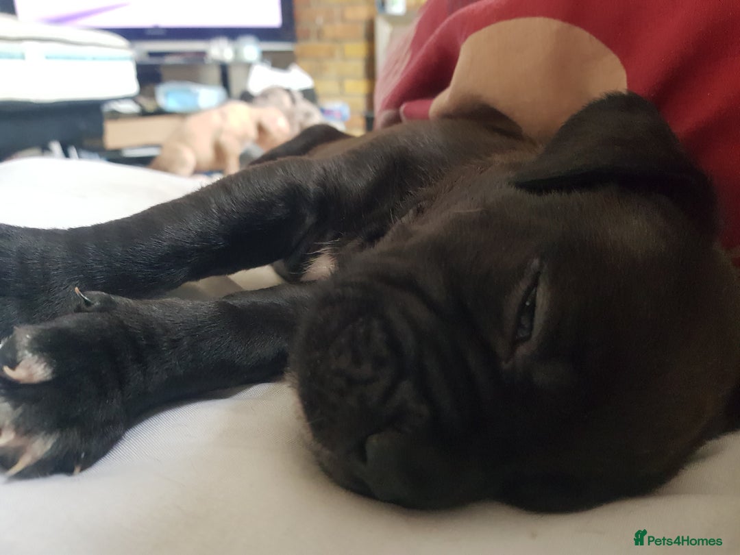 Mixed Breed dogs for sale: 5 cane corso mix puppies - Image 16