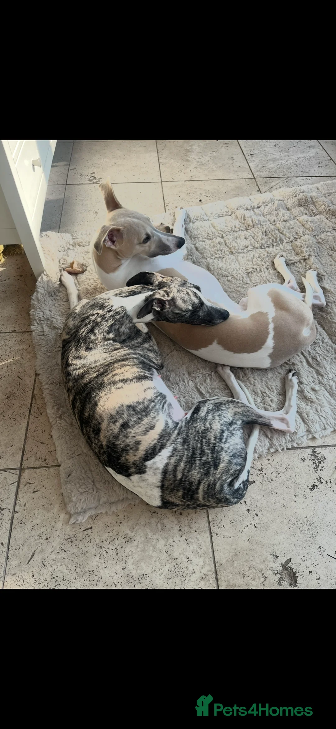 Whippet dogs for sale: KC REGISTERED Whippet puppies for Sale - Advert 17