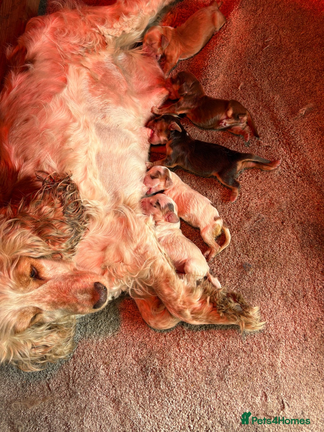 Cocker Spaniel dogs for sale: Show Cocker Spaniel puppies - Image 4
