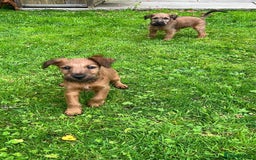 Irish Terrier dogs for sale: BEAUTIFUL KCREGISTERED, CHAMPION, IRISH TERRIERS - Image 4