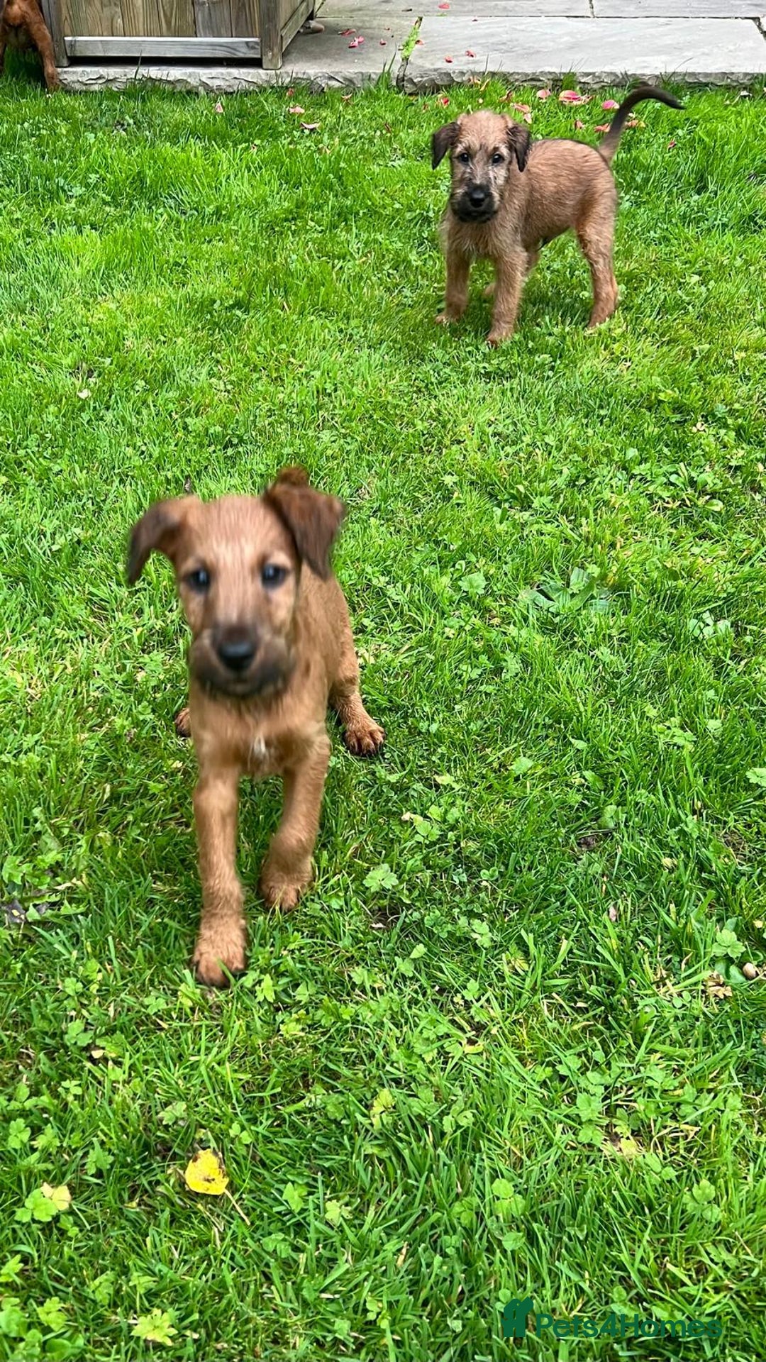 Irish Terrier dogs for sale: BEAUTIFUL KCREGISTERED, CHAMPION, IRISH TERRIERS - Image 4