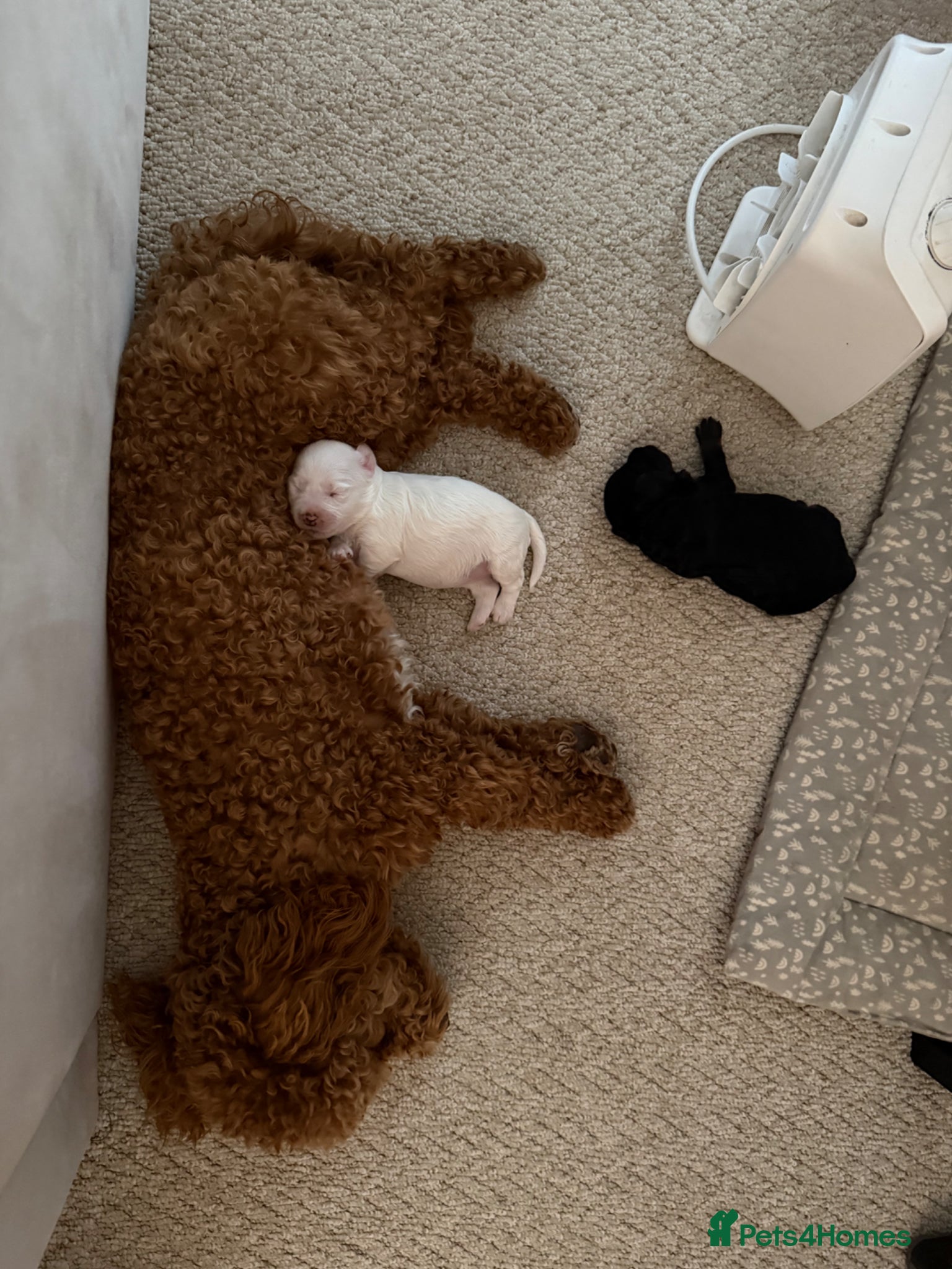 Maltipoo dogs Maltipoo puppies  - Advert 10