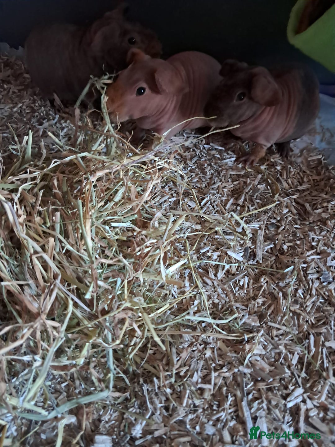 Guinea Pig rodents for sale: BEAUTIFUL BABY SKINNY PIGS  - Advert 3