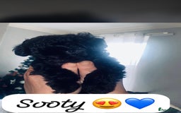 Maltipoo dogs for sale: F1 dollface Korean/Asian maltipoo fur babys  😍💙 - Advert 3