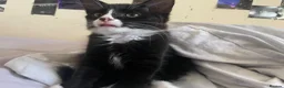 Mixed Breed cats for sale: boy and girl kitten - one black, one white + black - Advert 5