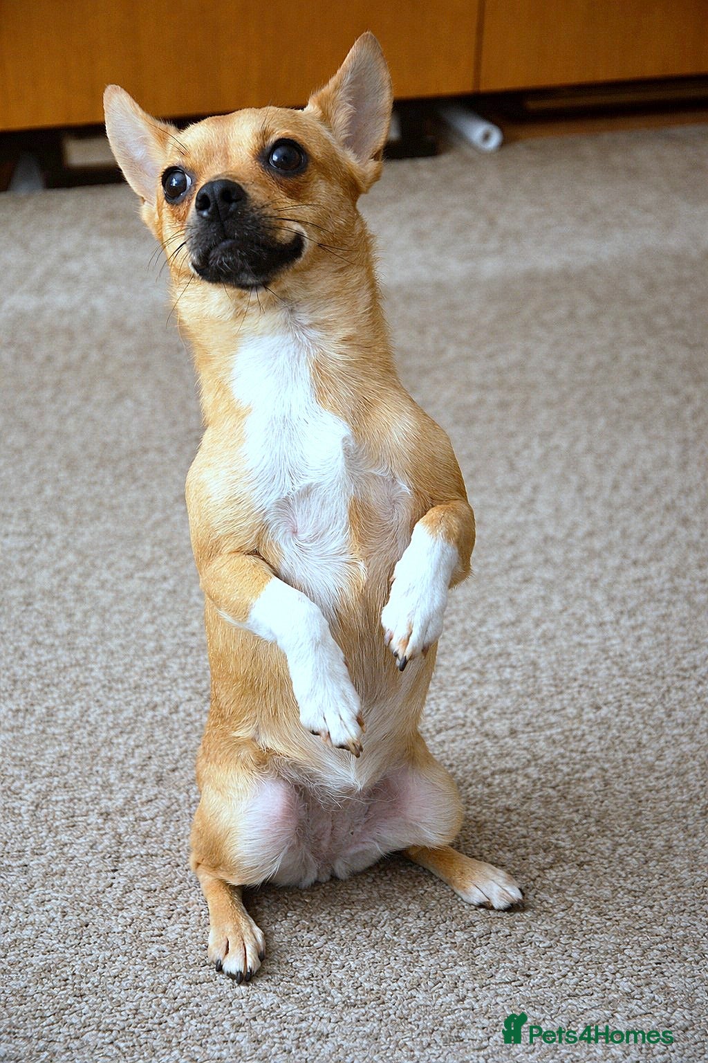 Pomchi dogs ✨Meet NIRVANA, a Beautiful Lady for a Loving Home✨ - Advert 17