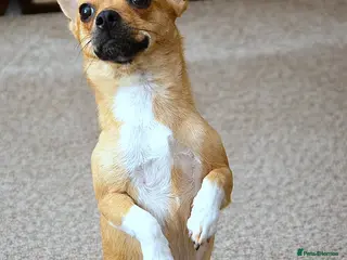 Pomchi dogs ✨Meet NIRVANA, a Beautiful Lady for a Loving Home✨ - Advert 17