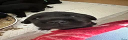 Labrador Retriever dogs for sale: Labrador puppy’s available from 24/09. - Advert 22