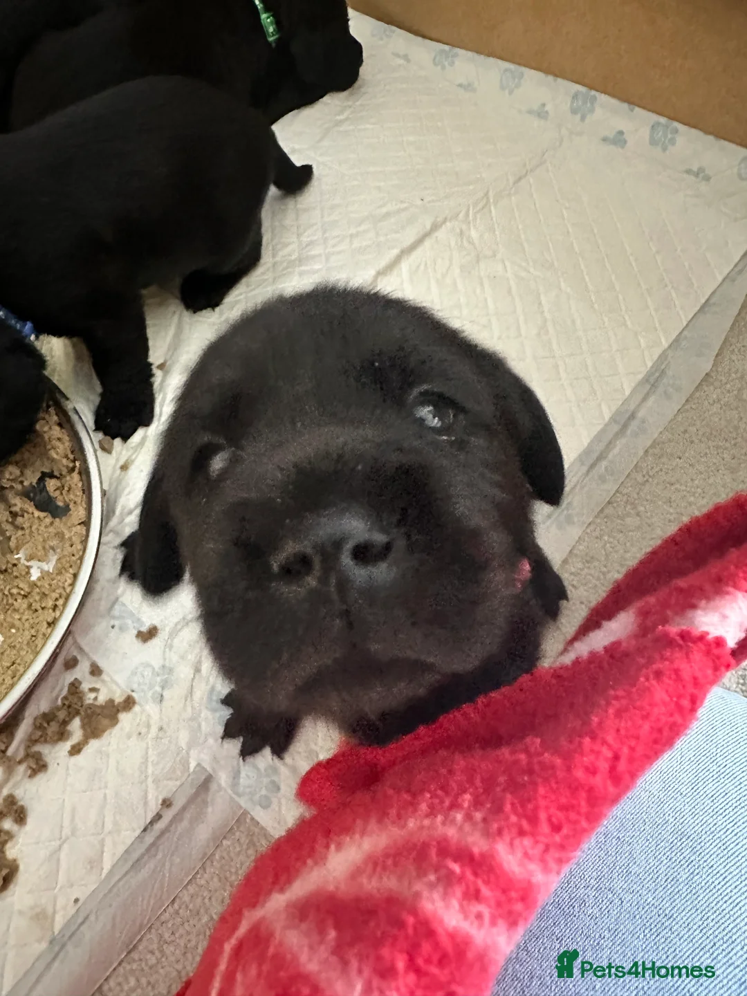 Labrador Retriever dogs for sale: Labrador puppy’s available from 24/09. - Advert 22