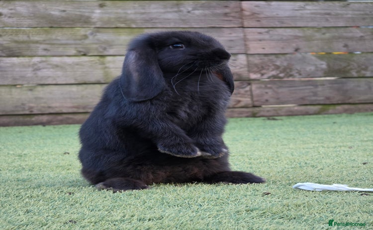 French Lop rabbits - Advert 11