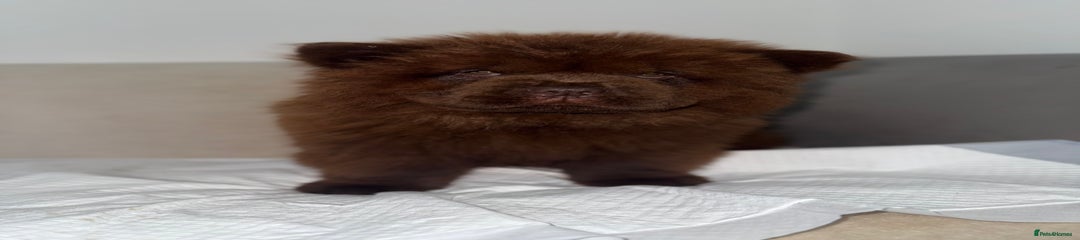 Chow Chow Puppy 1