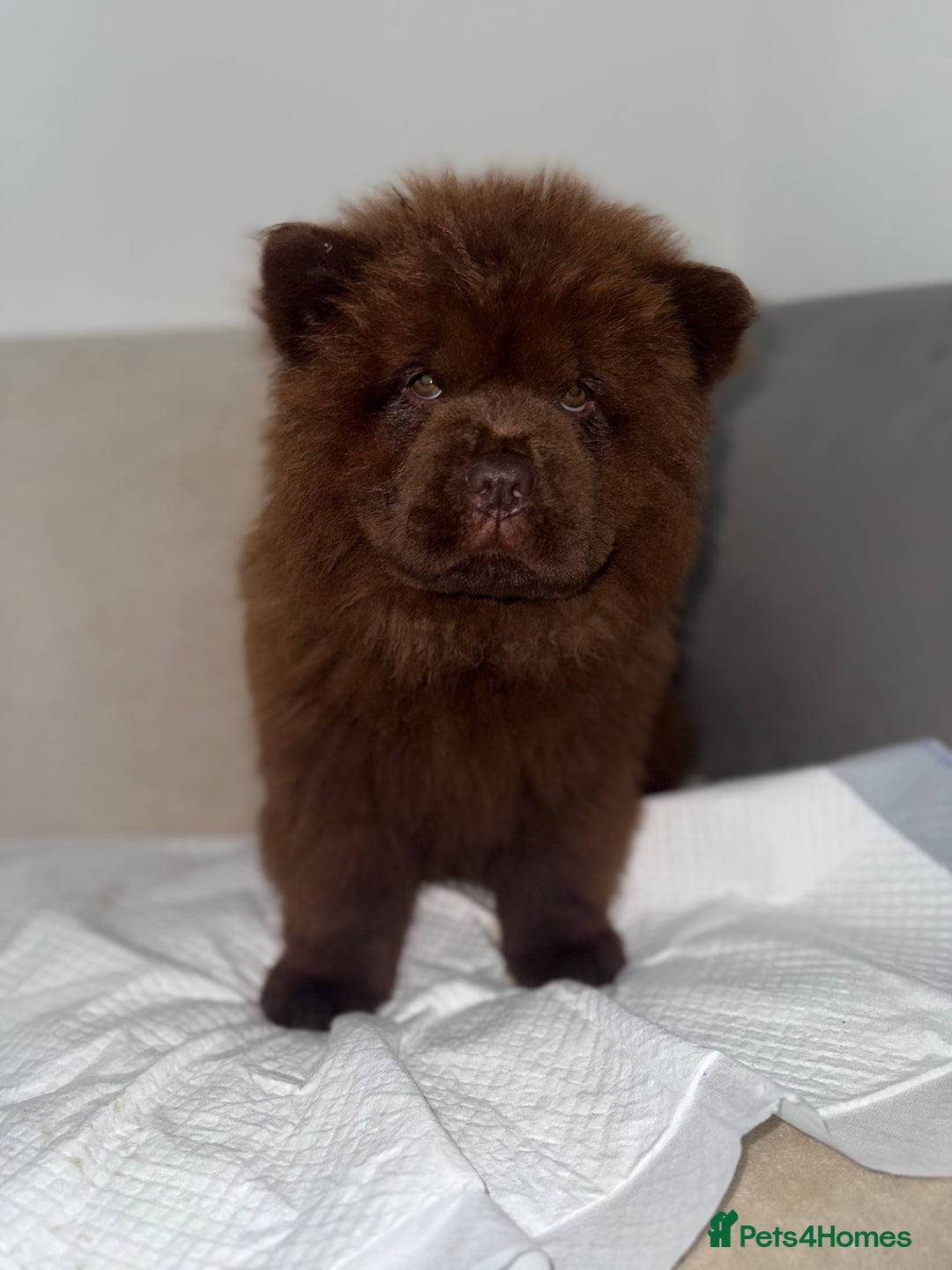 Chow Chow dogs for sale: QUALITY CHOW CHOW  - Image 15