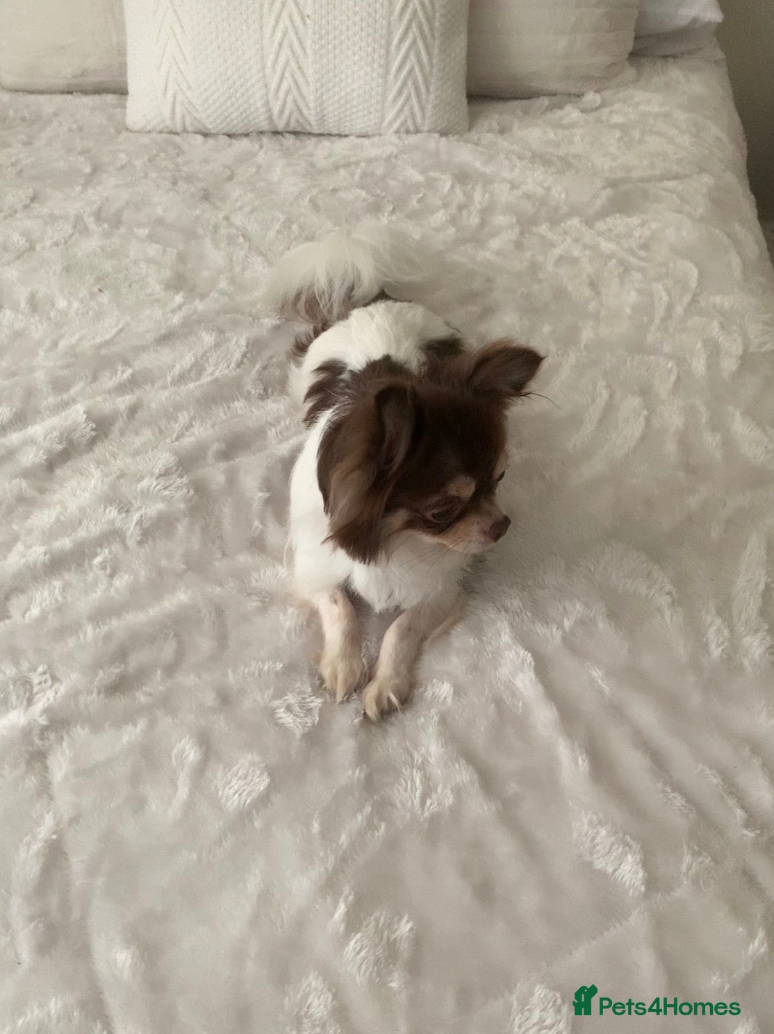 Chihuahua dogs Stunning chocolate tan & white Chihuahua Sheffield - Advert 1