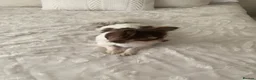 Chihuahua dogs for sale: Stunning chocolate tan & white Chihuahua Sheffield - Advert 1