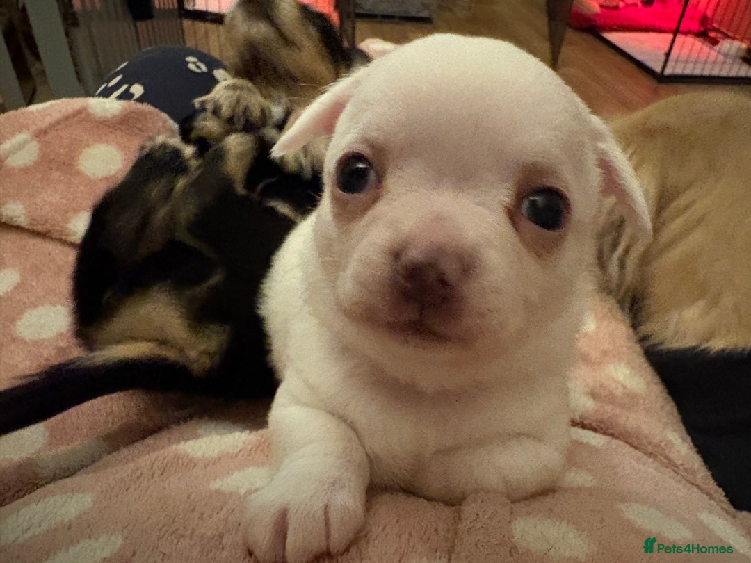 Chihuahua dogs for sale: Stunning Chihuahua Puppy for sale - Advert 1