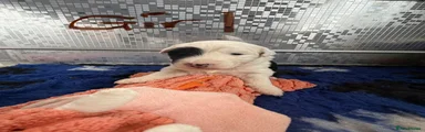 Old English Sheepdog 3