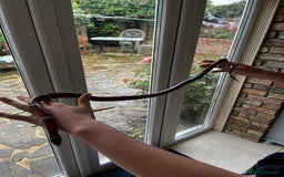 Milk Snake reptiles for sale: Healthy 10 year old Mexican milk snake - Image 3