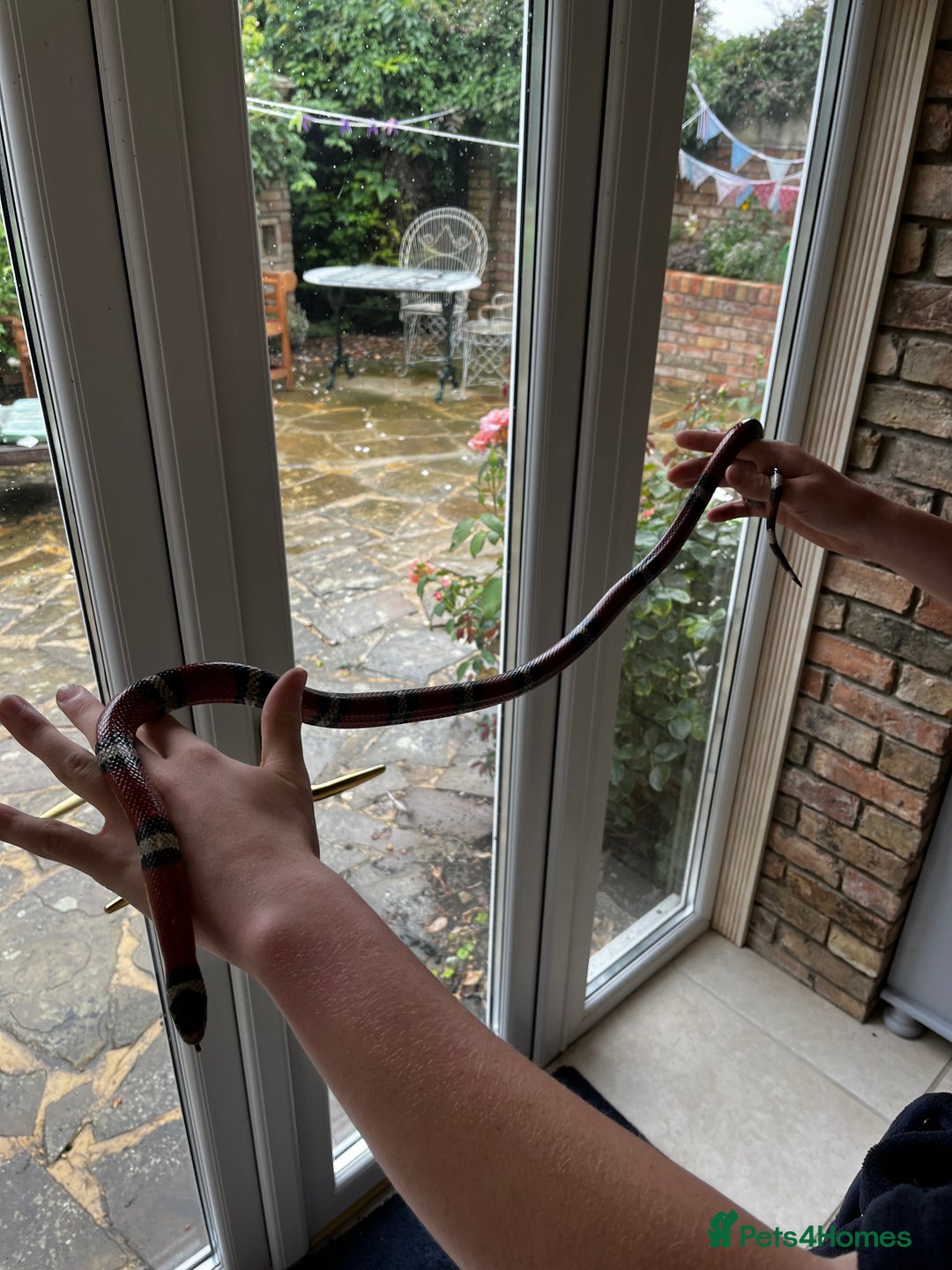 Milk Snake reptiles for sale: Healthy 10 year old Mexican milk snake - Image 3