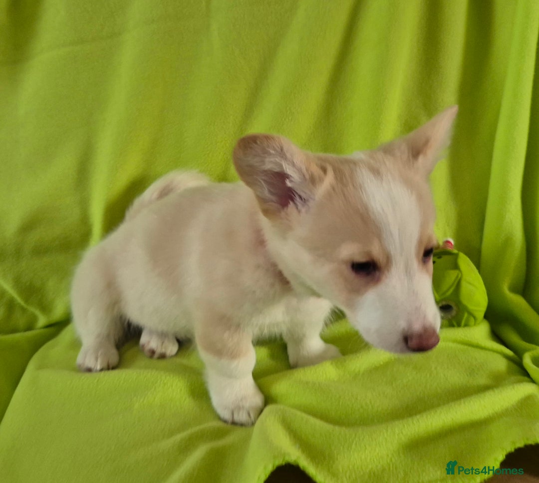 Welsh Corgi Pembroke dogs for sale: 8 Pembroke corgi puppy's - Advert 34