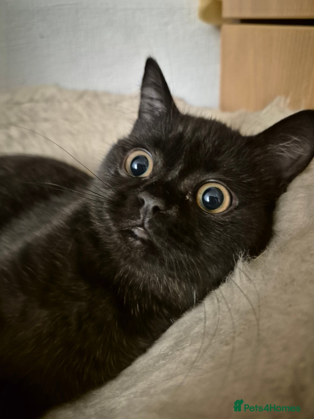 British Shorthair cats for sale: British Longhair Silver Boy & Black shorthair girl - Advert 5