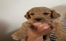 Standard Poodle dogs for sale: Beautiful pure bred Standard Poodle Puppies.  - Image 2