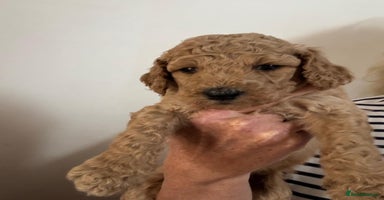 Standard Poodle dogs - Advert 3