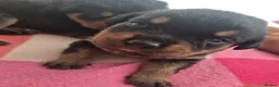 Rottweiler dogs for sale: 5* Rottweiler Puppies  in Wadebridge - Advert 13