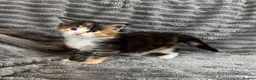 Maine Coon cats for sale: 2 beautiful Maine coon kittens - Advert 19
