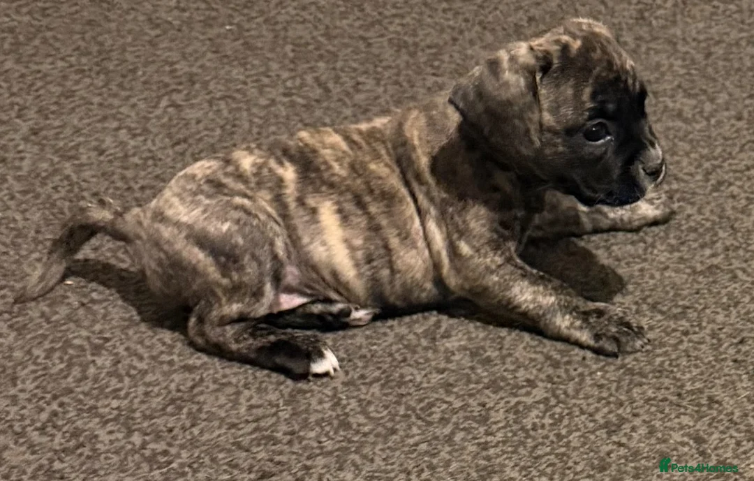 Mixed Breed dogs for sale: Gorgeous Frenchel  puppies (Frenchie x cavalier)  - Advert 2