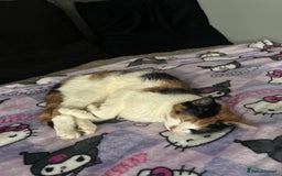 Mixed Breed cats for sale: Calico kitten/cat (less than 2)  - Image 3