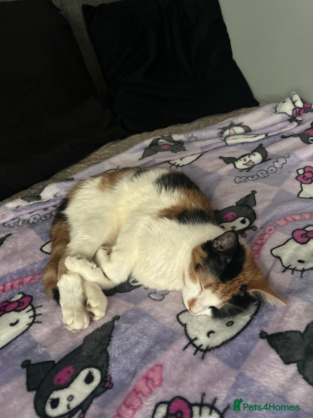 Mixed Breed cats for sale: Calico kitten/cat (less than 2)  - Image 3