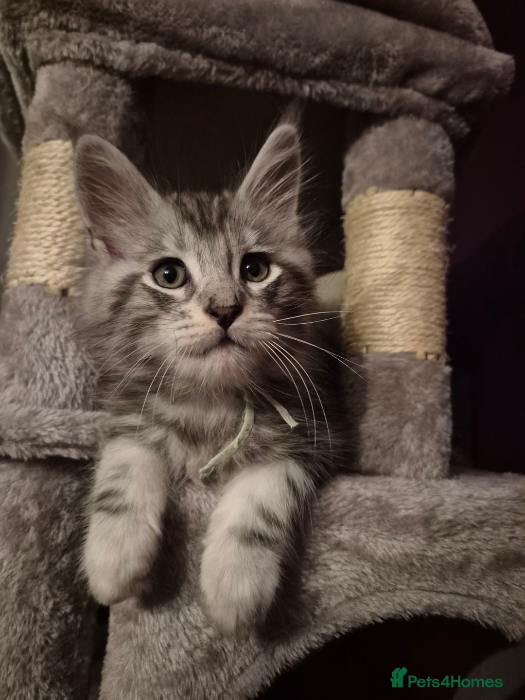 Maine Coon cats for sale: Maine Coon kittens - Advert 16