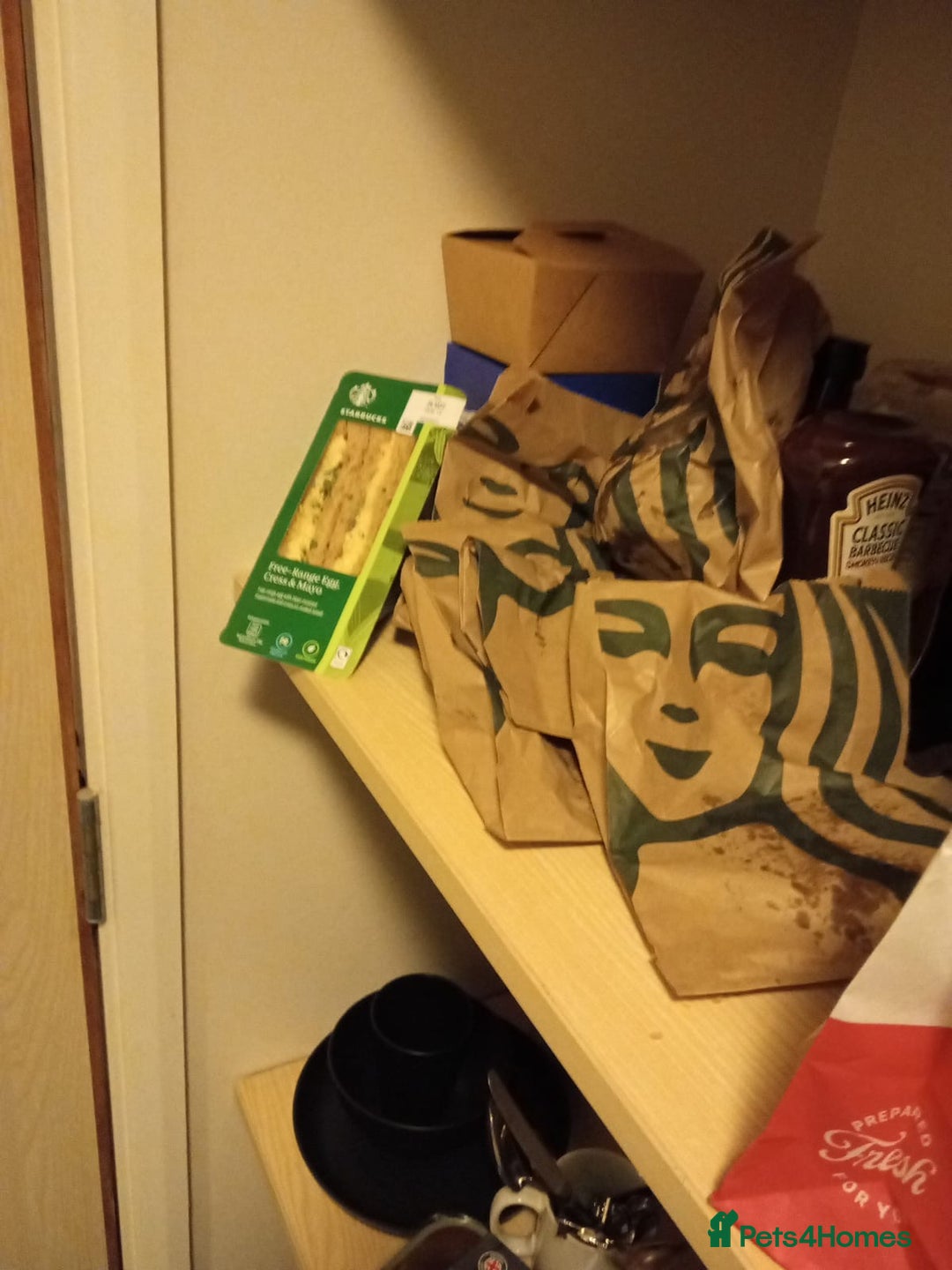 British Shorthair cats for sale: 2 beautiful fluffy kittens - Advert 13