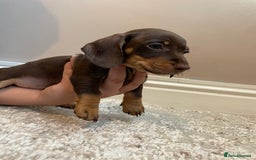 Miniature Dachshund dogs for sale: KC Registered Miniature Dachshund - 2 Boys Left! - Image 26