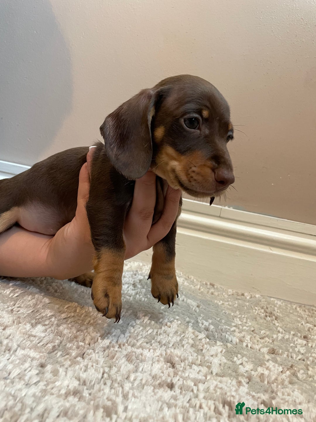 Miniature Dachshund dogs for sale: KC Registered Miniature Dachshund - 2 Boys Left! - Image 26