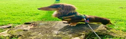 Miniature Dachshund dogs for sale: Kaneiehan long haired daschund boy  - Advert 5