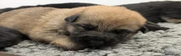 German Shepherd dogs for sale: Quality KC Puppies From Health Tested Parents - Advert 8
