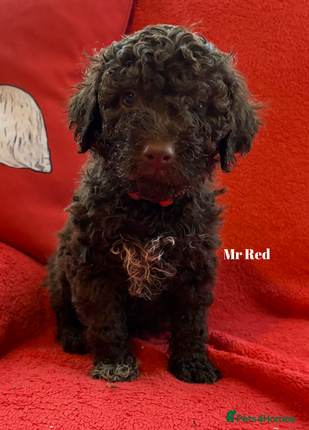 Lagotto Romagnolo dogs for sale: KC Registered Lagotto Puppies (⭐️⭐️⭐️⭐️⭐️ Breeder) - Advert 21