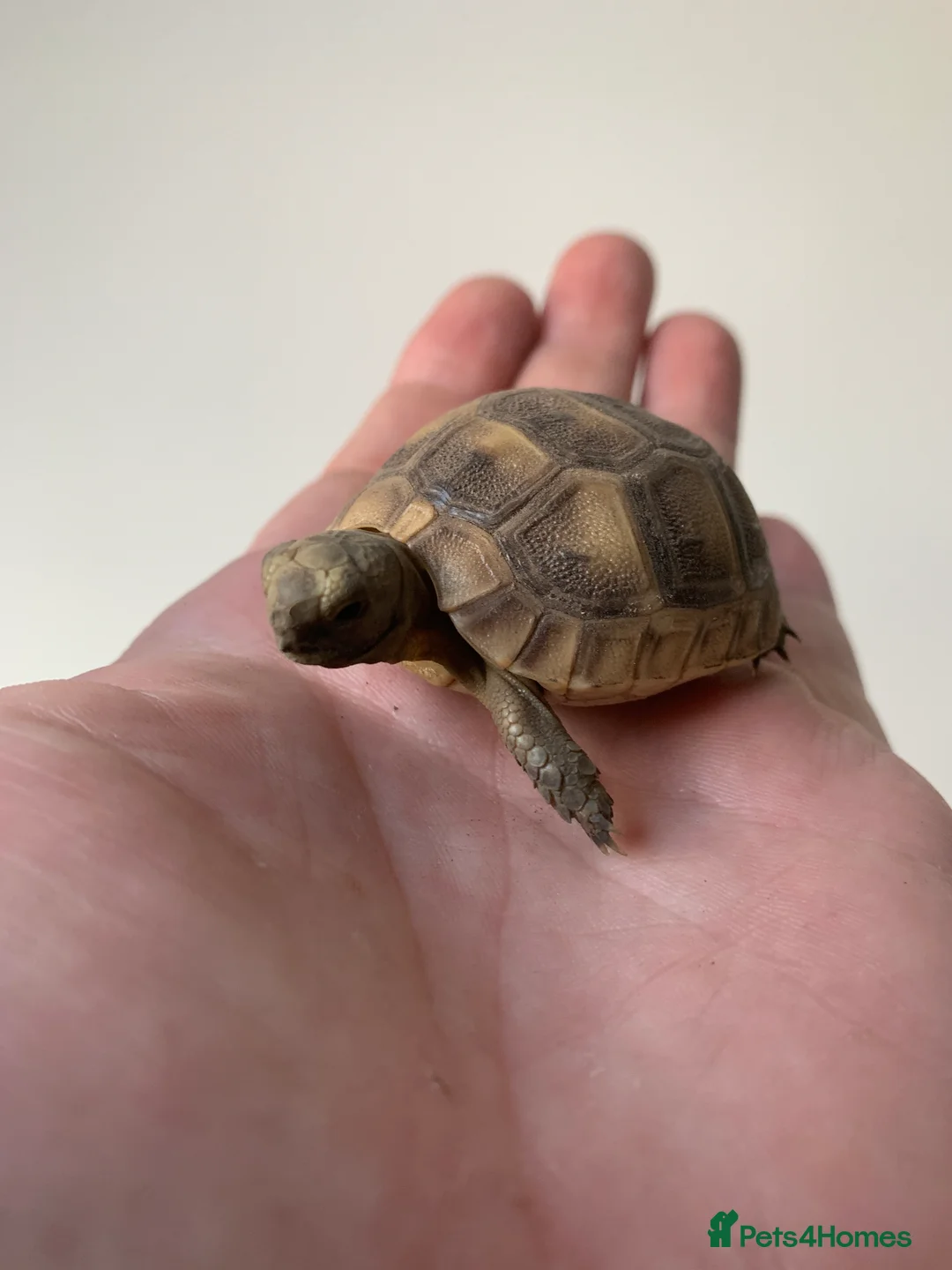 Tortoise reptiles for sale: Baby med spur thigh torotises with full set uo - Advert 7