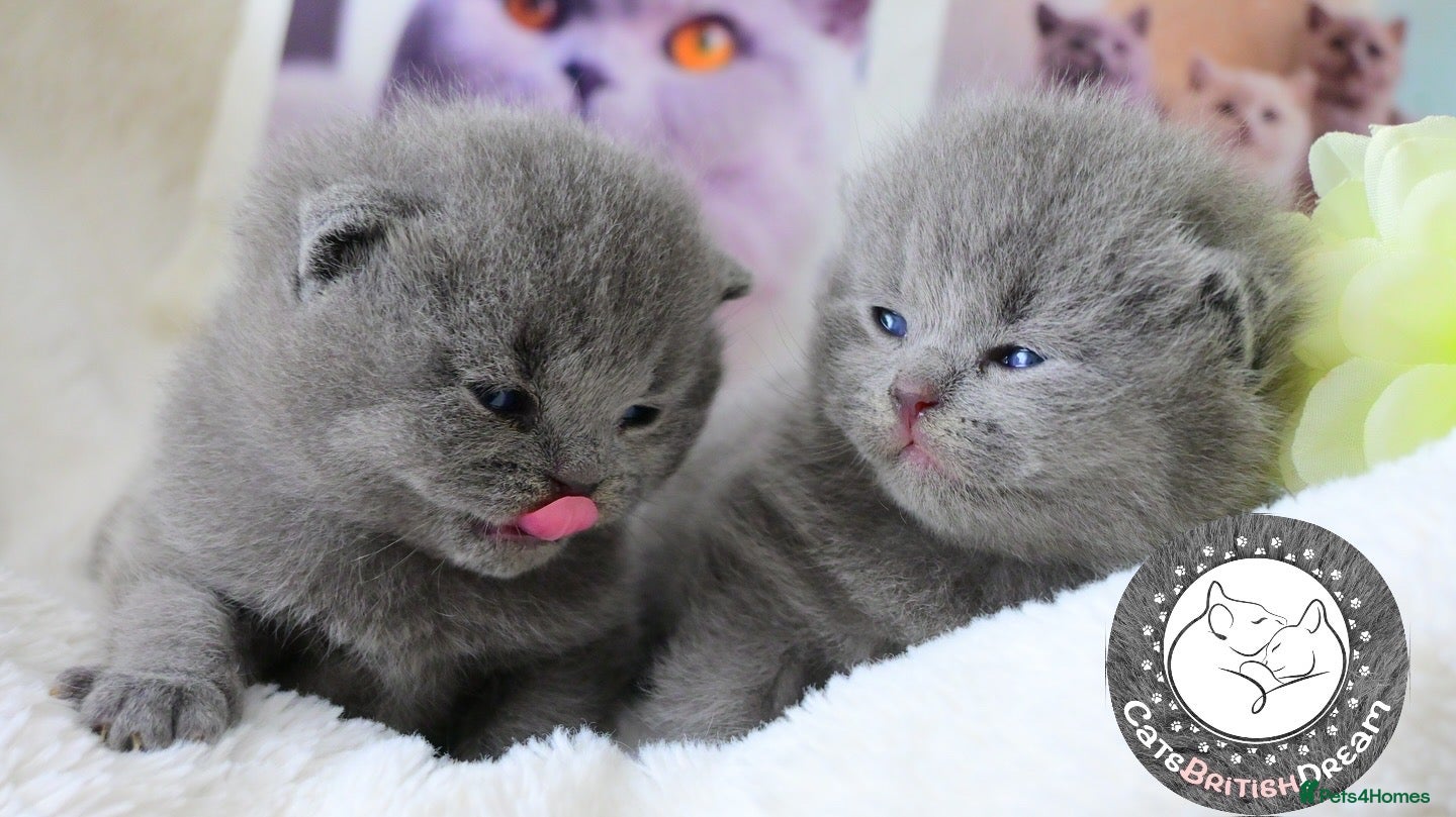 British Shorthair cats Exceptional quality champions line GCCF/TICA  reg - Advert 1