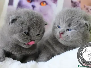 British Shorthair cats Exceptional quality champions line GCCF/TICA reg - Advert 1